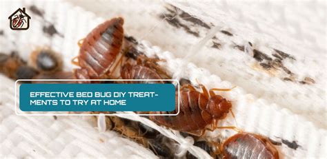 Effective Bed Bug DIY Treatments to Try at Home - Bugs in the bed