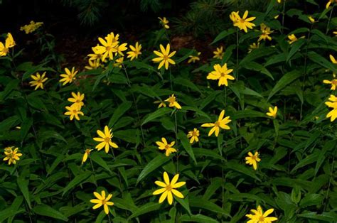 Helianthus divaricatus - Alchetron, The Free Social Encyclopedia