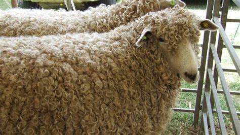 Annual Sale of Lincoln Longwools | Robert Bell & Company