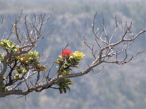 The Cultural Significance Of Ohia Lehua Hawaii Magazine