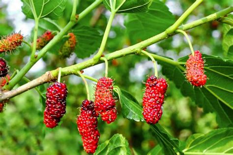 Mulberry Tree Plant Care And Growing Guide