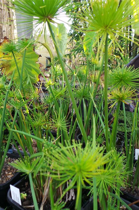 Dwarf Papyrus Woodvale Fish Lily Farm Perth