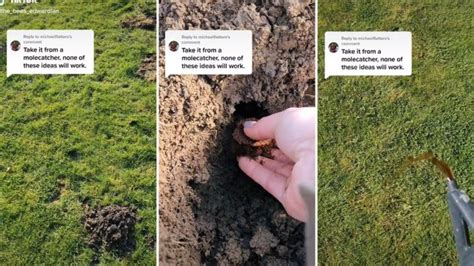 Homeowner shares how they ended a mole infestation in their yard ...