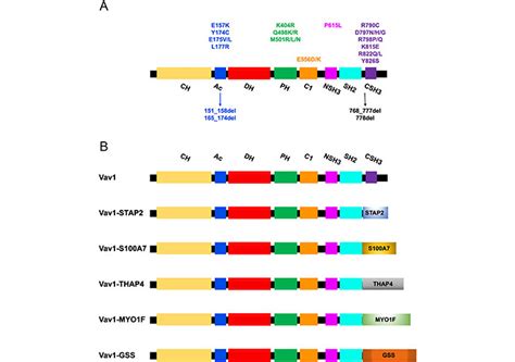 Role Of Vav1 A Hematopoietic Signal Transduction Molecule As An