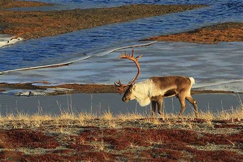 Four North Slope Caribou Herds Counted, Alaska Department of Fish and Game