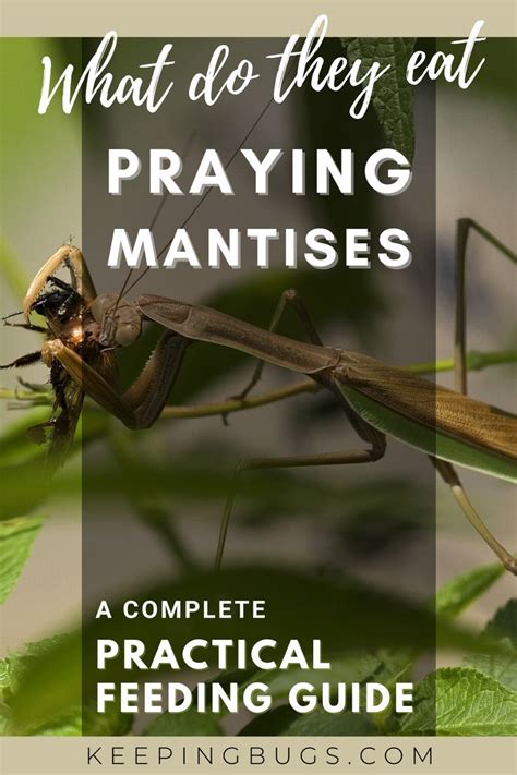 Feeding Guide For Praying Mantis In 2021 Praying Mantis Pray Guide