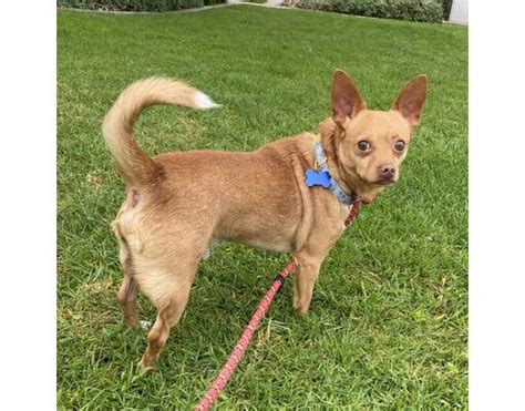 Chino Hills Ca Chihuahuamixed Breed Medium Meet Mario City Of