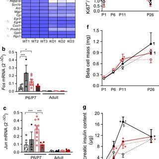 Ffar1 Deletion And Parental HFD Increased Expression Of Proliferation