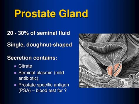 Prostate Gland Location Diagram