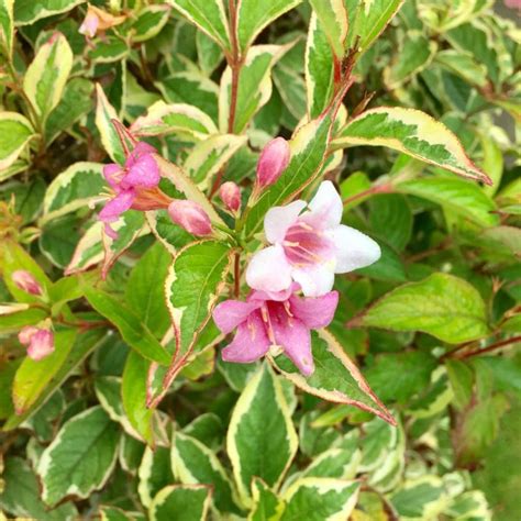 Rainbow Sensation Weigela Landscape Express