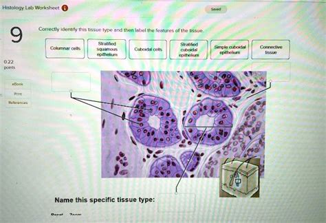 Solved Histology Lab Worksheet Correctly Identify This Tissue Type And