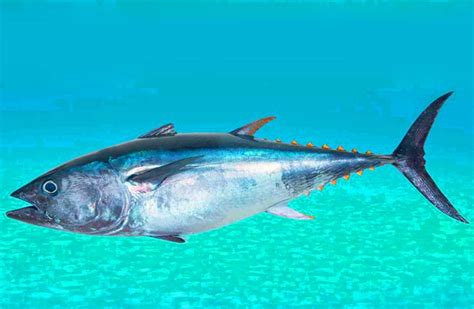 Atlantic Bonito Facts: Profile, Traits, Food, Description, Range - SeaFish