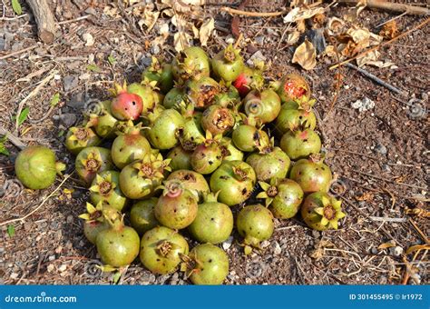 Mediterranean Fruit Fly Infected By Entomopathogenic Fungus Stock