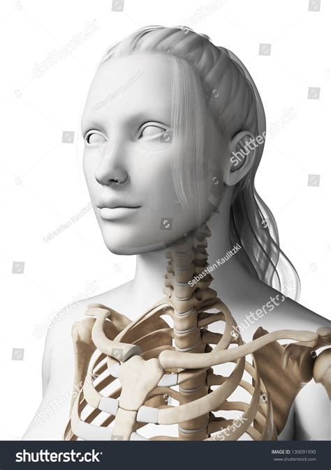 3d Rendered Illustration Female Skeleton Stock Illustration 130091990