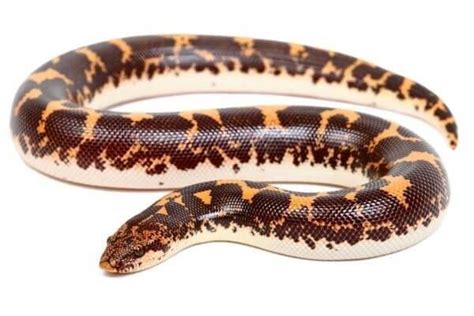 Eryx Gongylophis Colubrinus Loveridgei