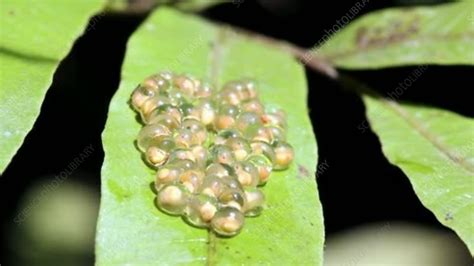 Glass frog eggs - Stock Video Clip - K004/1449 - Science Photo Library