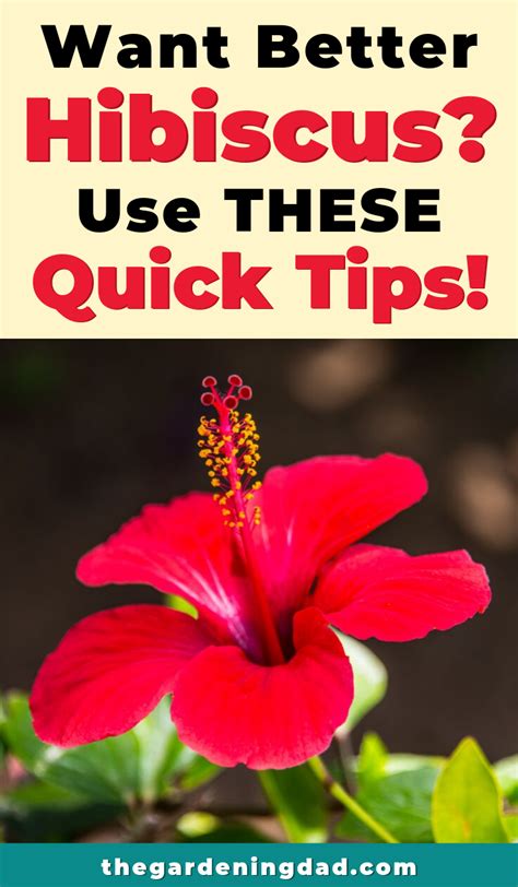 Ultimate Guide To Hibiscus Care Indoors The Gardening Dad Growing Hibiscus Hibiscus Tree