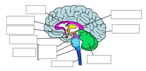 Brain label part 2 Diagram | Quizlet