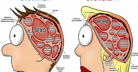 El Blog De Noelia Diferencias Entre El Cerebro Masculino Y Femenino