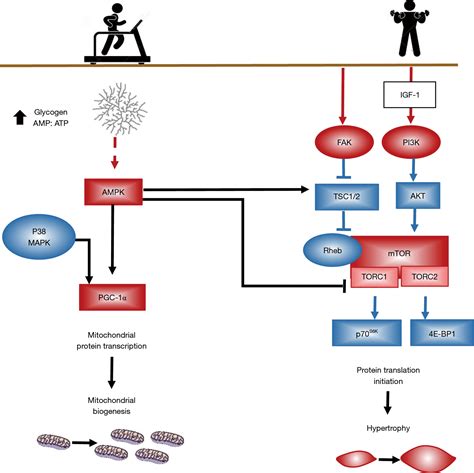 Can Muscle Protein Metabolism Be Specifically Targeted By Exercise