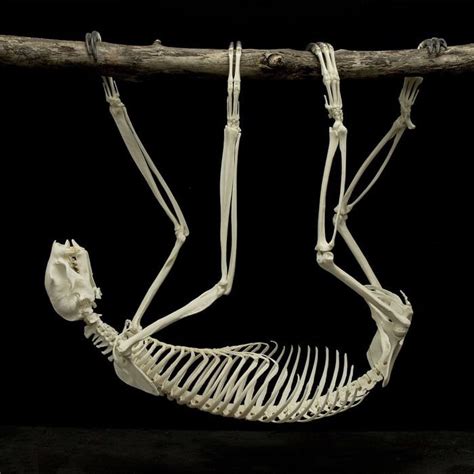 Real sloth skeleton. - Awesome | Sloth, Animal skeletons, Skeleton