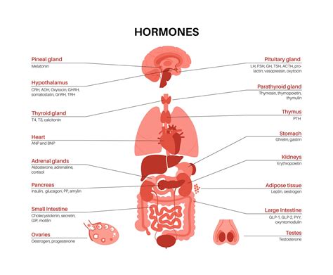 Hormone Imbalance In Women Your Complete Guide