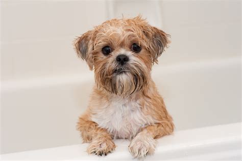 Shorkie Mixed Dog Breed Pictures, Characteristics, & Facts