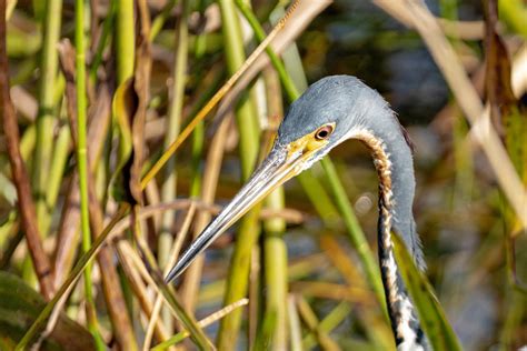 Wakodahatchee Wetlands, Florida on Behance