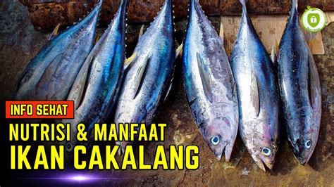 KHASIAT IKAN CAKALANG UNTUK KESEHATAN TUBUH Kaya Nutrisi YouTube