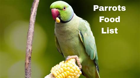 Parrots Food List Best Food For Indian Ringneck Parrots And Cockatiel Birds Youtube