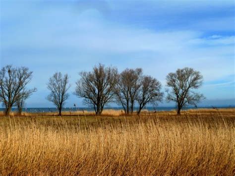 Free Images Tree Nature Horizon Marsh Field Meadow Prairie