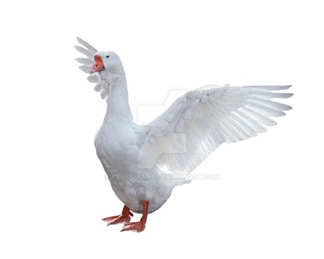 Goose Png Picture Png Mart