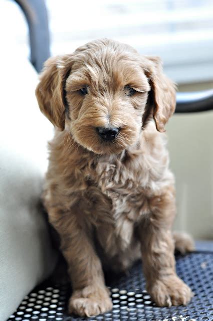 Faithful Doodles 6 Week Old F1b English Goldendoodles Southern