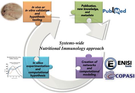 Frontiers Modeling Enabled Systems Nutritional Immunology Nutrition