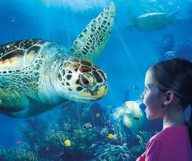 Aquarium Sea Life Paris Val D Europe Marne La Vallee Ticket Price