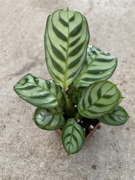 2 Calathea Burle Marx Cal Greenhouses