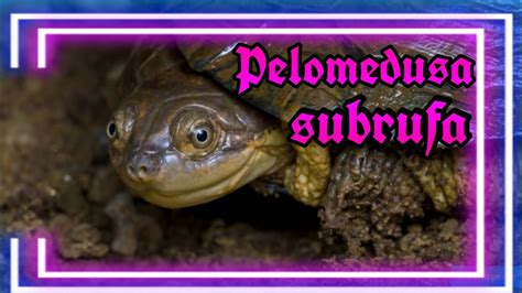 Pelomedusa Subrufa Apareamiento Tortuga De Casco Africana Youtube