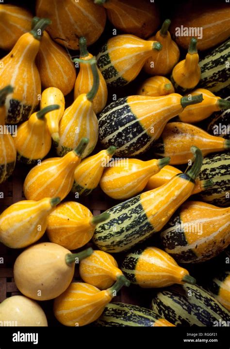 close   courgettes stock photo alamy