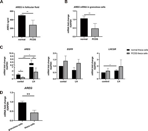 Expression Of Areg In Pcos Granulosa Cells And Theca Cells A The