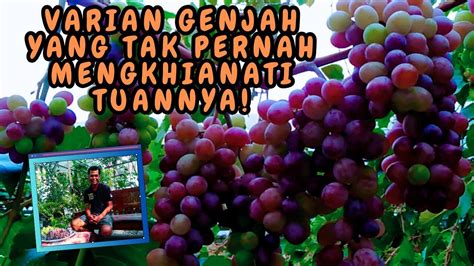 Sharing Varian Anggur Yang Cocok Bagi Pemula Varian Genjah Yang Tak