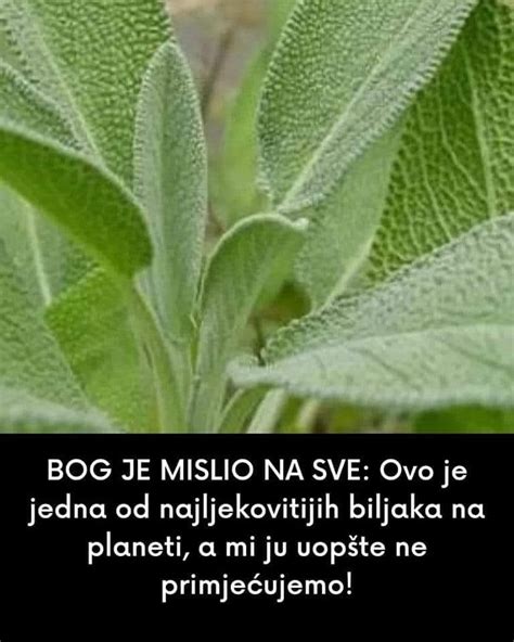 Bog Se Brine Za Sve Ovo Je Jedna Od Najljekovitijih Biljaka Na Svijetu