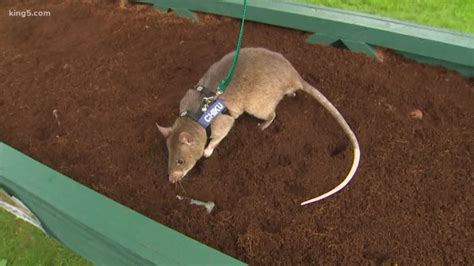 Landmine Detecting Rats Find New Home At Point Defiance Zoo