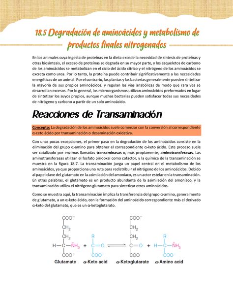 Degradaci N De Amino Cidos Y Metabolismo De Productos Finales