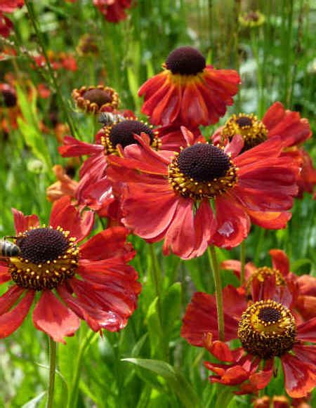 Helenium Meranti Kwekerij Margriet