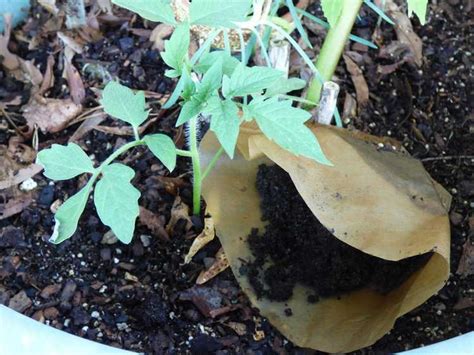 Utiliser Du Marc De Caf Pour Les L Gumes Conseils Pour Cultiver Des