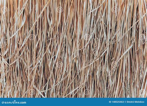 Thatch Roof Background, Hay or Dry Grass Background Stock Image - Image ...