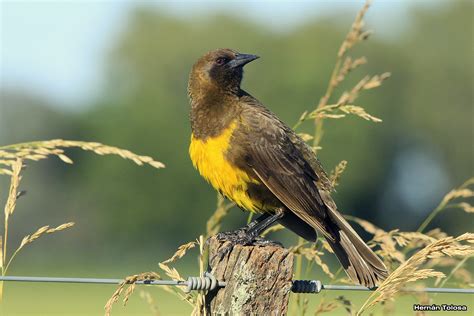 Aves Bonaerenses Galería de pecho amarillo