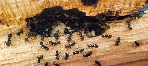 Ants vs Termites: How to Tell the Difference | Trapline Pest Solutions