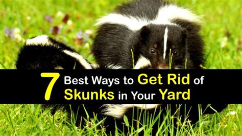 Best Ways To Get Rid Of Skunks In Your Yard