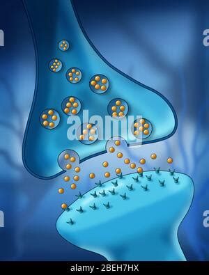 Neuron Synapse Anatomy Stock Photo Alamy